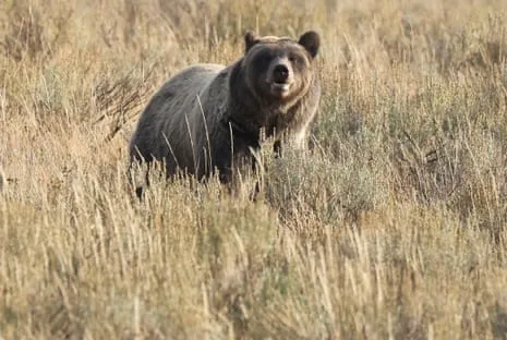 Backpacker Injured by Wild Animal in Yellowstone Transported to Medical Facility